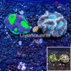 LiveAquaria® Two Pack Cultured Goniastrea Coral (click for more detail)