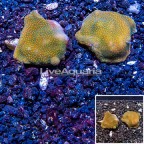 LiveAquaria® Two Pack Cultured Montipora Coral (click for more detail)