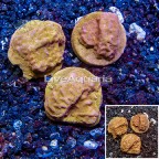 LiveAquaria® Three Pack Cultured Leptoseris Coral (click for more detail)