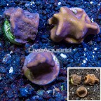 LiveAquaria® Three Pack Cultured Blue Ridge Coral (click for more detail)