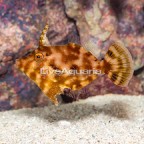 Bristletail Filefish (click for more detail)