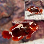 Peacekeeper Maroon Clownfish [Blemish] (click for more detail)