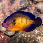 Coral Beauty Angelfish (click for more detail)