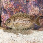 Brown Spotted Spinefoot (click for more detail)