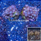 Two Pack Zoanthus Coral Indonesia (click for more detail)