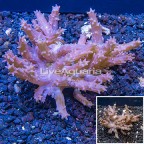 Tree Coral Indonesia (click for more detail)
