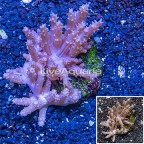 Tree Coral Indonesia (click for more detail)