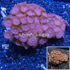 Zoanthus Coral Vietnam (click for more detail)
