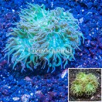 LiveAquaria® Cultured Duncan Coral (click for more detail)