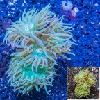 LiveAquaria® Cultured Duncan Coral (click for more detail)