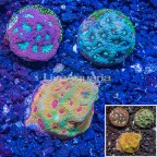 LiveAquaria® Three Pack Cultured Favia Coral (click for more detail)