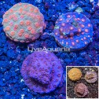 LiveAquaria® Three Pack Cultured Cyphastrea Frag (click for more detail)