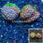 LiveAquaria® Two Pack Cultured Cyphastrea Frag (click for more detail)