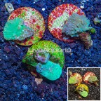 LiveAquaria® Three Pack Cultured Green Cabbage Leather Coral (click for more detail)