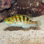 Hardwicke Wrasse  (click for more detail)