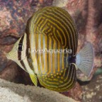 Desjardini Sailfin Tang (click for more detail)