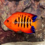 Flame Angelfish (click for more detail)