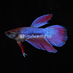 Multicolor Roundtail Betta (click for more detail)