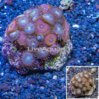 Zoanthus Coral Indonesia (click for more detail)