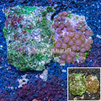 Zoanthus Coral Vietnam (click for more detail)