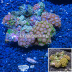 Zoanthus Coral Indonesia (click for more detail)
