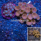Two Pack Zoanthus and Protopalythoa Coral Indonesia (click for more detail)