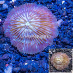 Short Tentacle Plate Coral Australia (click for more detail)