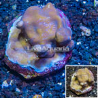 Blue Ridge Coral Indonesia (click for more detail)