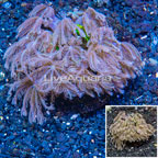 Waving Hand Coral Indonesia (click for more detail)