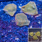 LiveAquaria® Three Pack Cultured Montipora Coral (click for more detail)