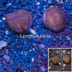 LiveAquaria® Two Pack Cultured Montipora Coral (click for more detail)