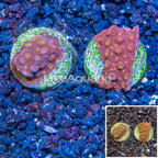 LiveAquaria® Two Pack Cultured Cyphastrea Frag (click for more detail)