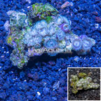 Zoanthus Coral Vietnam (click for more detail)
