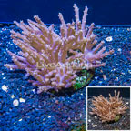 Tree Coral Indonesia (click for more detail)
