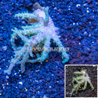 Sinularia Leather Coral Vietnam (click for more detail)