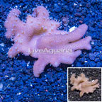 Devil's Hand Leather Coral Vietnam (click for more detail)