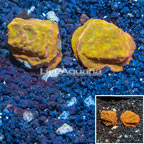 LiveAquaria® Two Pack Cultured Leptoseris Coral (click for more detail)