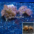 LiveAquaria® Two Pack Cultured Anthelia Coral (click for more detail)
