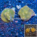 LiveAquaria® Two Pack Cultured Montipora Coral (click for more detail)
