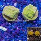 LiveAquaria® Two Pack Cultured Orange Psammacora Coral (click for more detail)