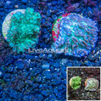 LiveAquaria® Two Pack Cultured Hydnophora Coral (click for more detail)