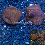 LiveAquaria® Two Pack Cultured Montipora Coral (click for more detail)