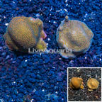 LiveAquaria® Two Pack Cultured Montipora Coral (click for more detail)