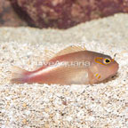 Arc-eye Hawkfish (click for more detail)
