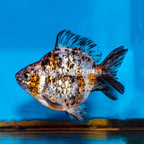 Calico Ryukin Goldfish (click for more detail)