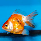 Orange Ryukin Goldfish (click for more detail)