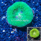 Scolymia Coral Australia (click for more detail)