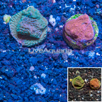 LiveAquaria® Two Pack Cultured Montipora Coral & Ultra Chalice Coral (click for more detail)