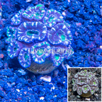 LiveAquaria® Cultured Acan Lord Coral (click for more detail)