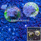 LiveAquaria® Two Pack Cultured Pom Pom Xenia Coral (click for more detail)